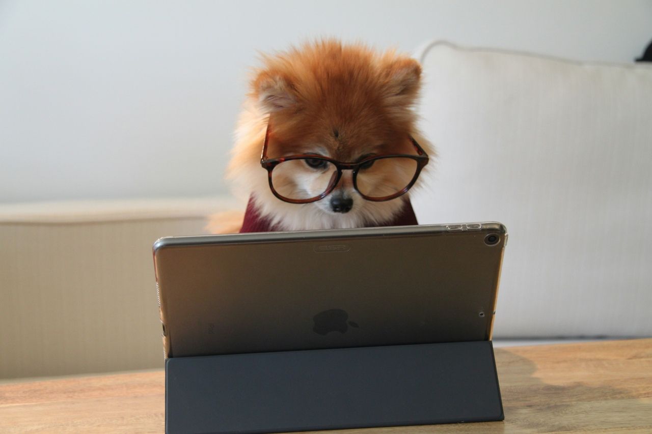 a little puppy wearing glasses watching the tablet